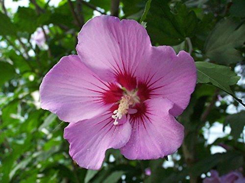 Purple Althea (Rose of Sharon)