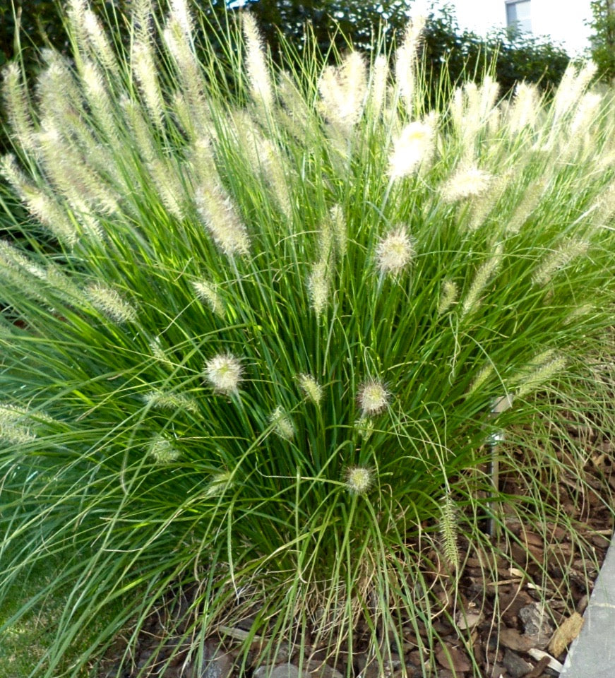 Pennisetum ' Hameln'- Beautiful Foliage Usually Remains Attractive Through The Winter