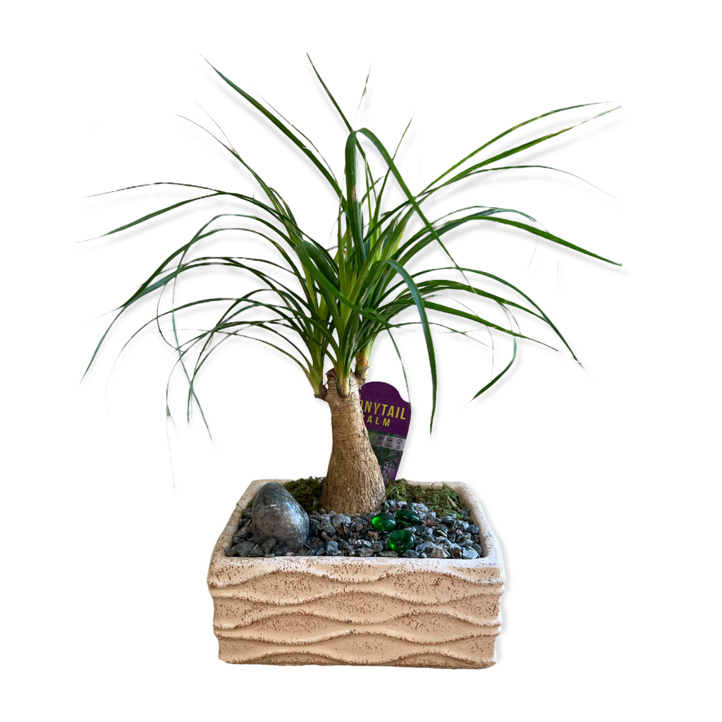Pony Tail Palm Bonsai (Live Plant)