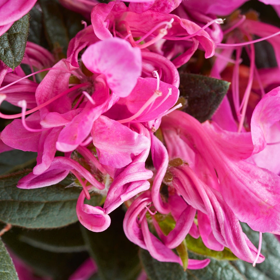 Azalea Pink Ribbons Deja Bloom