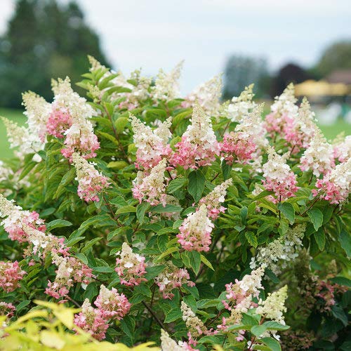 Pinky Winky Hydrangea - Large White Panicles Open In Mid To Late Summer, and Turn Pink In The Fall
