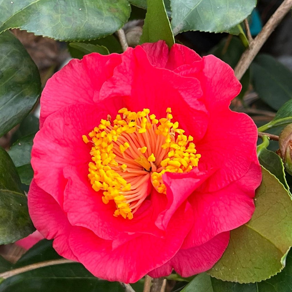 Camellia R.L.Wheeler