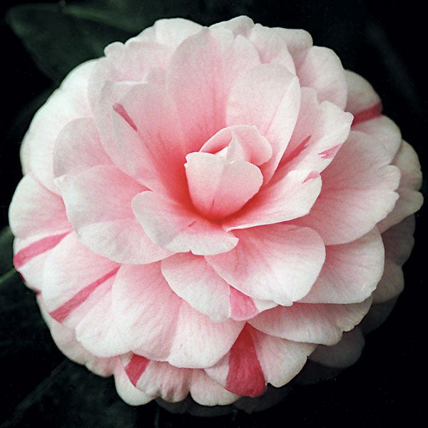 April Dawn Camellia-Cold Hardy, Gorgeous Pink and White Blooms