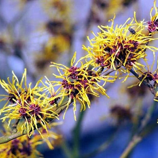 Witch Hazel- Native Plant, Fragrant Showy Yellow To Red Flowers