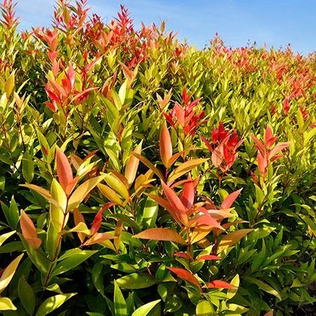 Red Leaf Tea Plant / Shrub- This Plant is The One Which Gives You The Tea Leaves, To Make a Great Tasting Sweet Tea Or Hot Tea.
