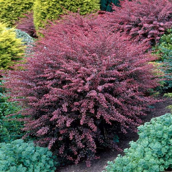 Rosy-Glow Barberry(Shipped In Pot) Burgandy Shrub, Dog Proof (Thorns)