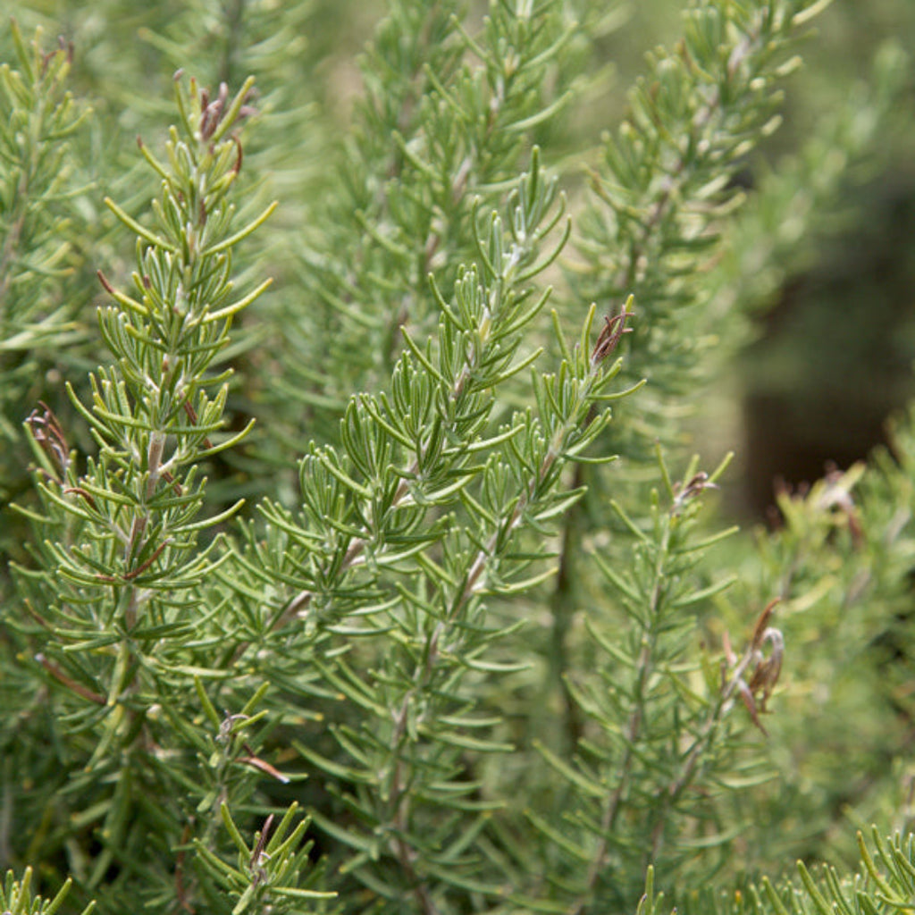 Rosemary Chef's choice