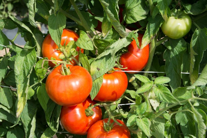 Tomato Plant 'Rutgers'