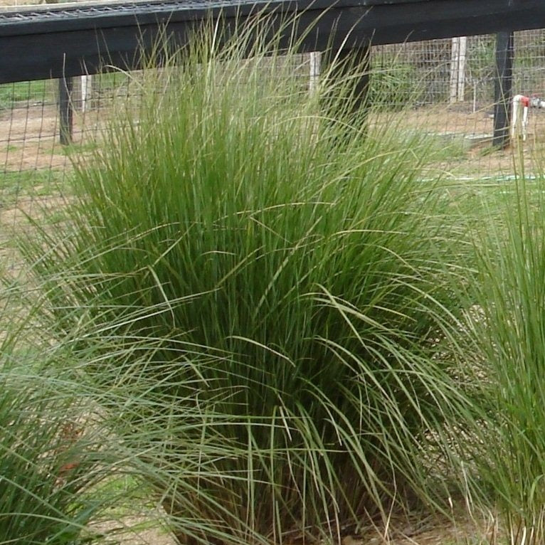 Sand Cord Grass