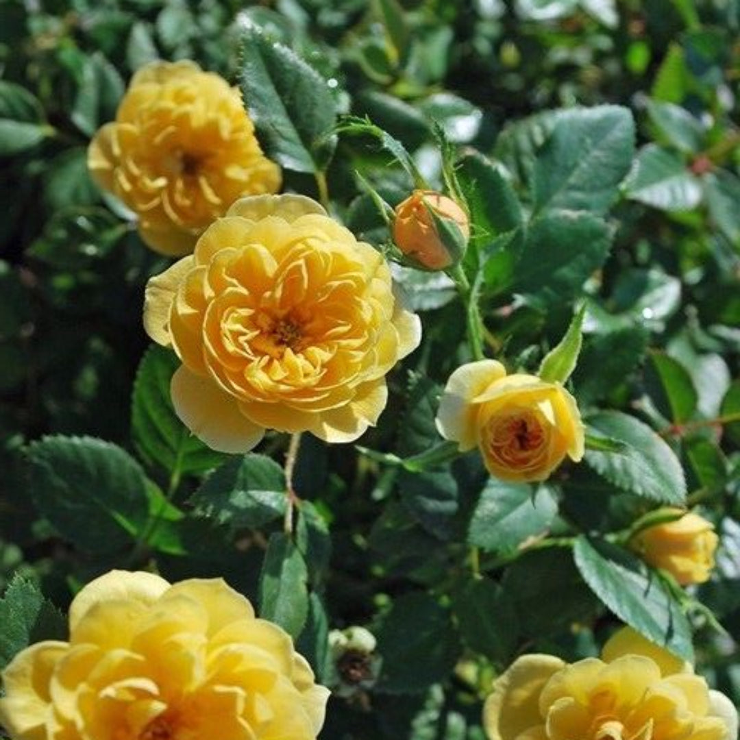 Sunrosa Yellow Shrub Rose Produces Beautiful Yellow Flowers with Glorious Fragrance On a Compact Shrub.
