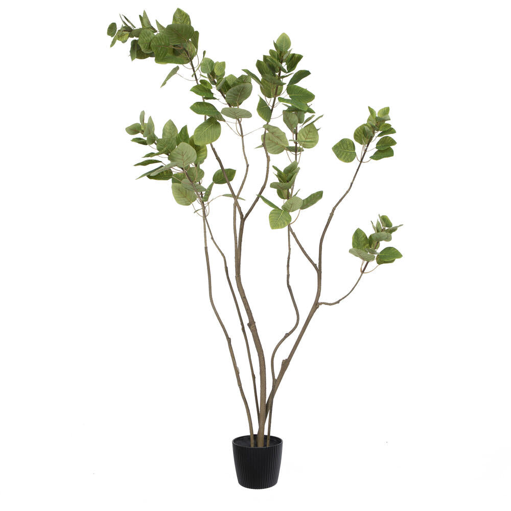Artificial Plant : Potted Fiddle Tree in Various Size- From World Famous Vickerman Products