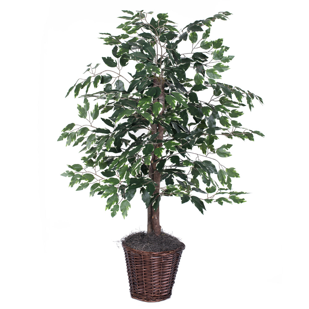 Artificial Plant : Variegated Ficus Bush in Your Choice of Pot - From World Famous Vickerman Products