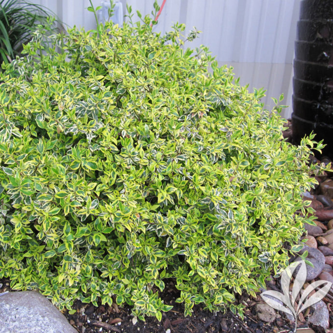 Twist of Lime Glossy Abelia