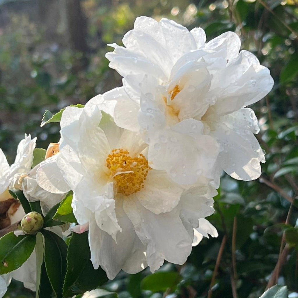 Winter's Snowman Camellia-Alluring White Blooms