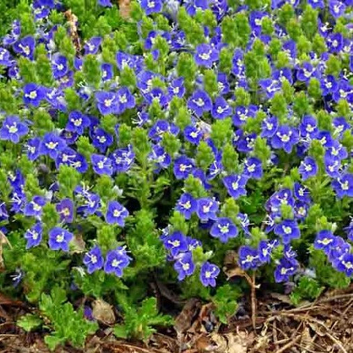 (10 Count Flat - 4.5 Inch Pots), Veronica Tidal Pool- Cover Itself with Medium To Deep Blue-Violet Flowers From Late April Into Mid-May.
