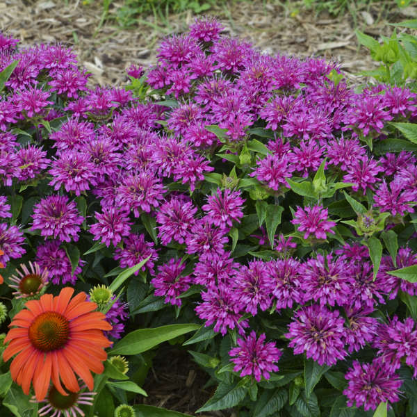 Monardia 'Pardon My Purple' Bee Balm, Fragrant Dark Fuchsia Purple Flowers Bloom Mid-Late Summer. Short Habit, Mildew Resistant.