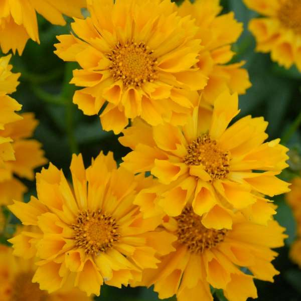 1 Gallon Pot: Coreopsis X 'Jethro Tull' Pp18789. Hybrid Tickseed. Broad Golden Fluted Petals Over Compact Foliage, Fast Growing, Blooms In Summer.