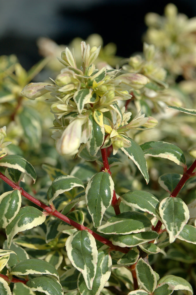 Abelia X Gradiflora 'Radiance'