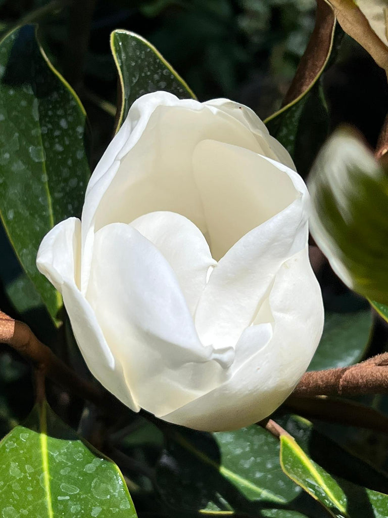 Little Gem Dwarf Magnolia, Elegance and Beauty, Huge Fragrant White Flowers,Blooms For Long Time, Good For Smaller Places