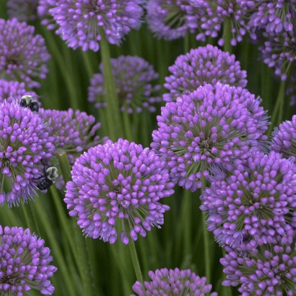 (1 Gallons) Allium 'Millenium' Ornamental Onion
