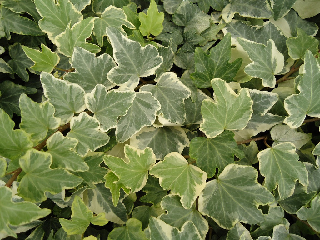 (10 Count Flat-3.5 Inch Pots) "Anne Marie' White Variegated Ivy, Vining Ivy, White Variegation, Spreading.