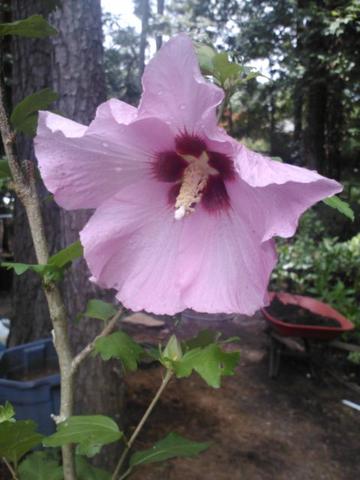 Althea Single Pink with Red Throat(Rose of Sharon)