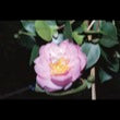 Camellia Autumn Pink Icicle-Cold Hardy, Best Flowering Foliage