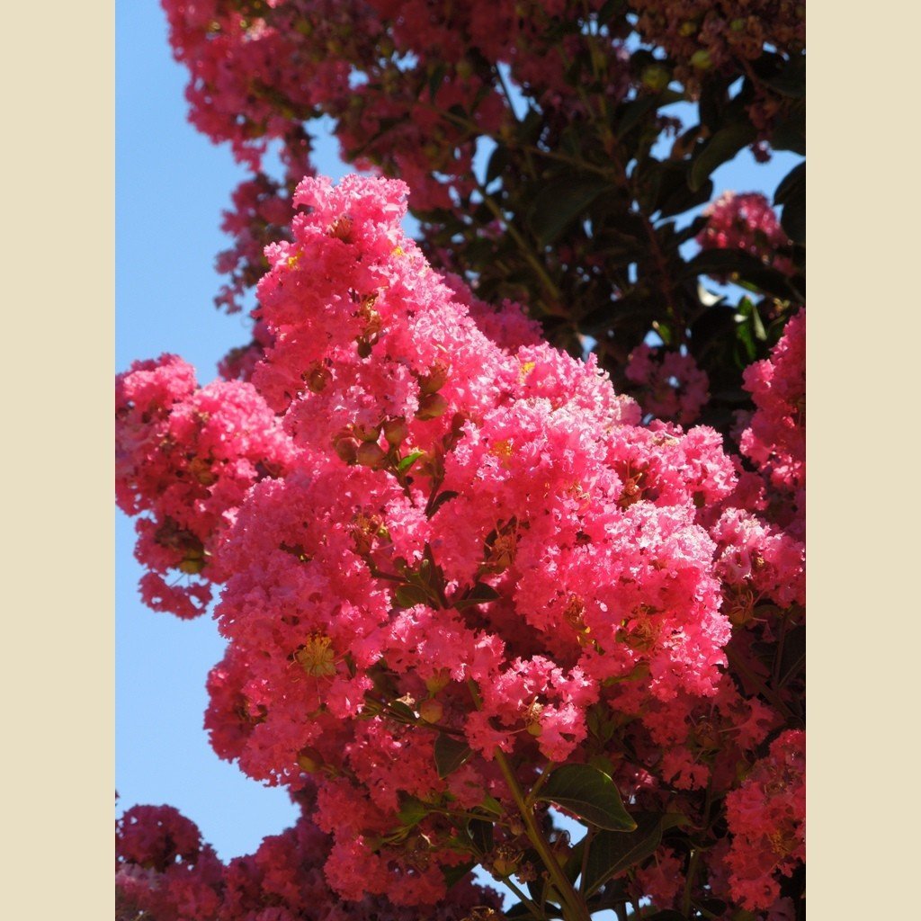 Tuscarora' Crape Myrtle, Coral Pink Flowers, Gorgeous Fall Color