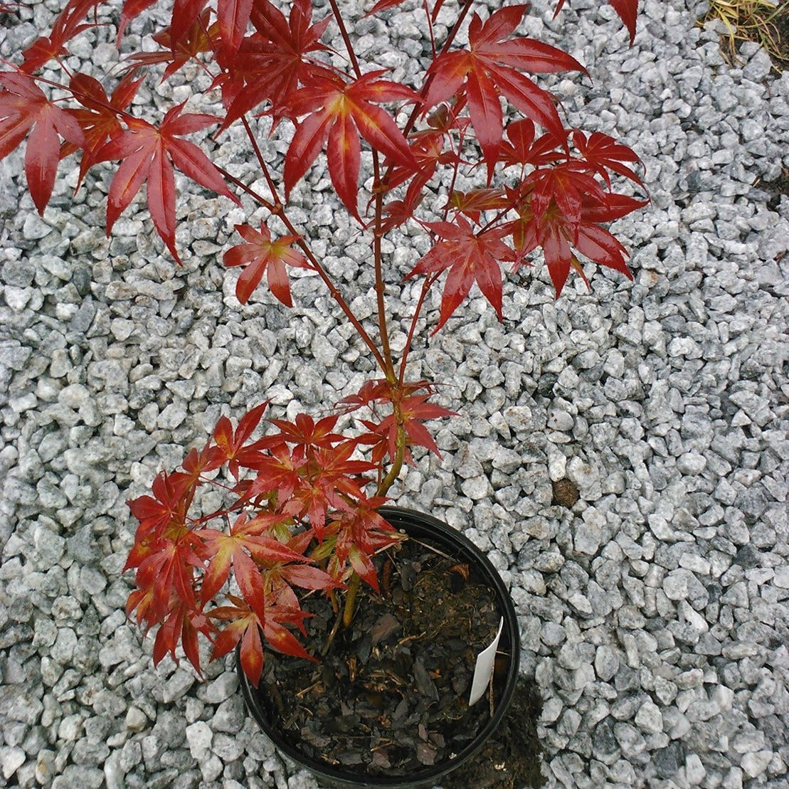 Bloodgood Japanese Maple Tree