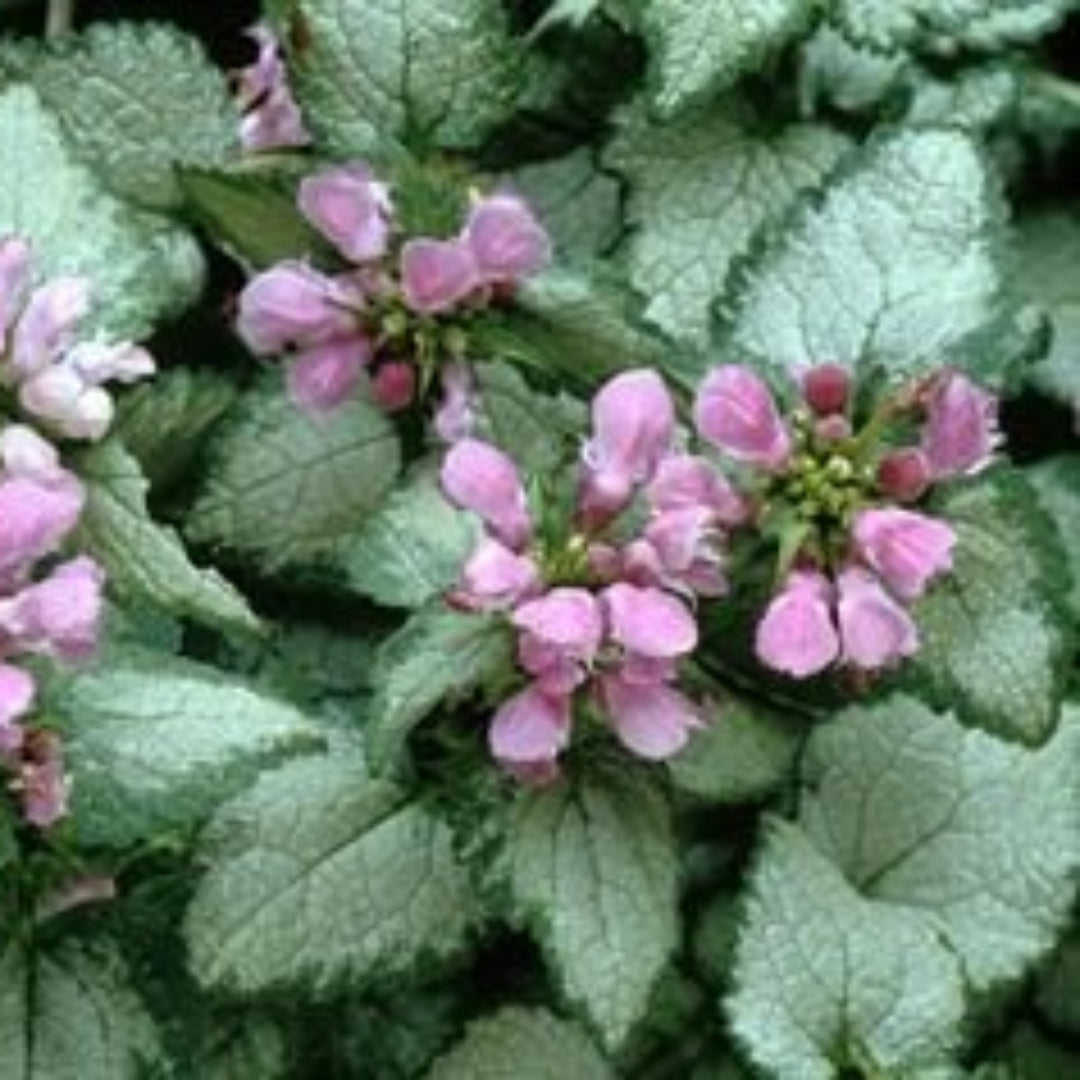 (4.5 Inches Pot/10 Count Flat) Lamium Maculatum &