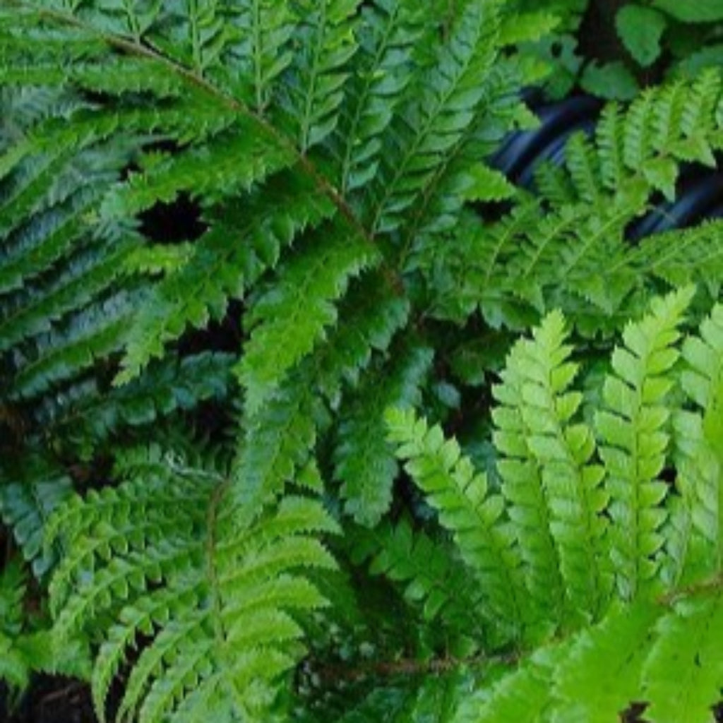 (1 Gallon) Tassel Fern, Polystichum Polyblepharum Means "Many Eyelashes". Gorgeous, Deep, Glossy Green Leaves, Hardy To Zone 5