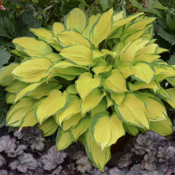 1 Gallon Pot: Hosta 'Island Breeze' Pp27151.Dark Green Margins Contrast with The Bright Yellow Centers In Early Spring