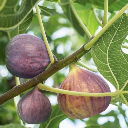 Black Mission Fig Tree - Very Nutritious Purple Colored Figs