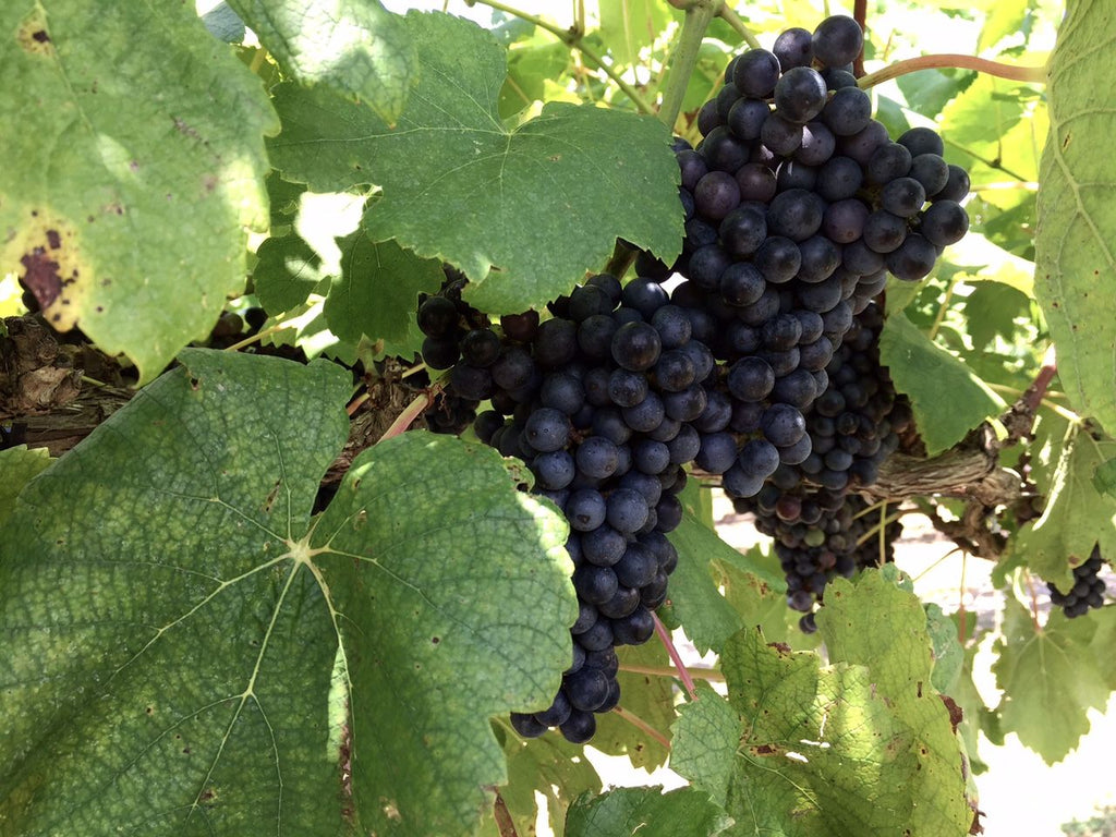 Black Spanish Grape Vine Shrub- Black Grapes, Wine Produced is Very Similar To Merlot and Cabernet