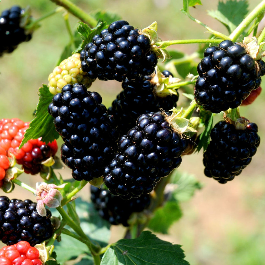 Natchez Blackberry - Sweet, Great For Jams, Jellies, Juices and Fresh Eating, Semi-Erect