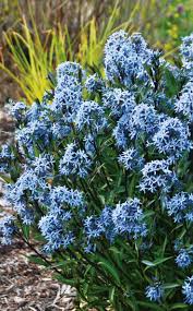 (1 Gallon) Amsonia 'Storm Cloud' Blue Star - Storm Cloud Comes Out with Dark Stems In The Spring with Blade-Shaped Leaves