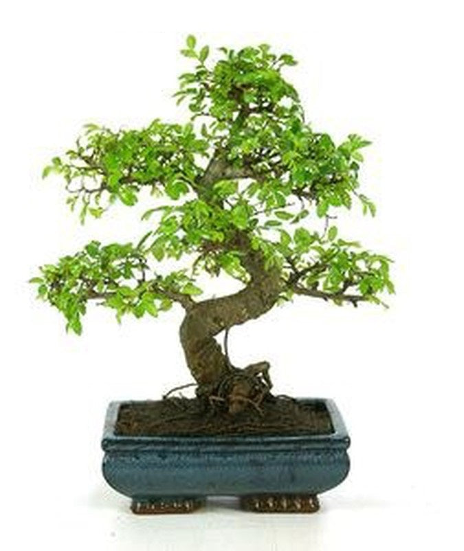 (Ceramic Pot) Bonsai Money Tree (Live Plant), Known As 'Good Luck Tree'. Resilient and Easy To Grow