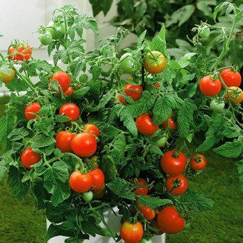 Tomato Plant 'Better Boy'