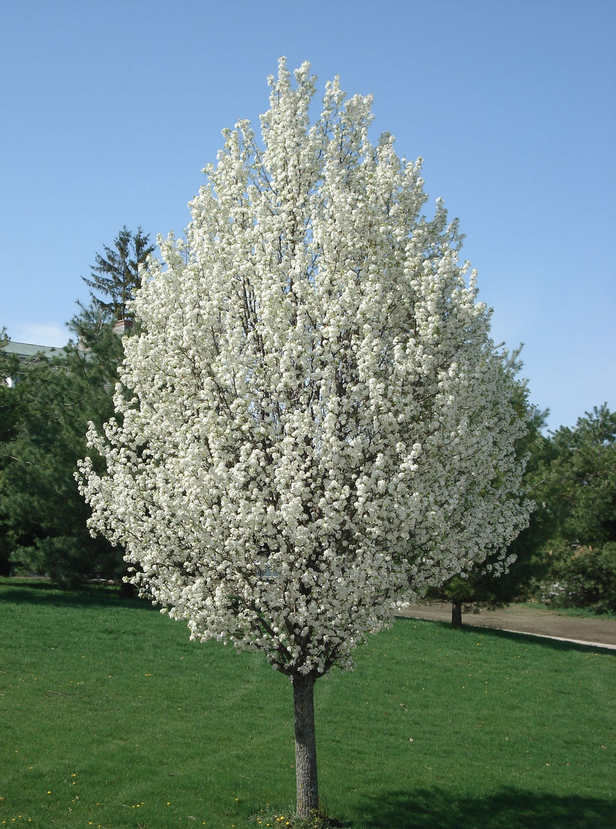 Buy Cleveland Pear Trees & Pear Plants Online Pixies Gardens