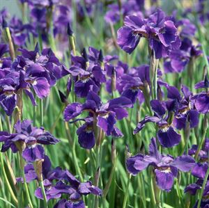 1 Gallon Pot: Iris Sibirica 'Caesar'S Brother' Siberian Iris
