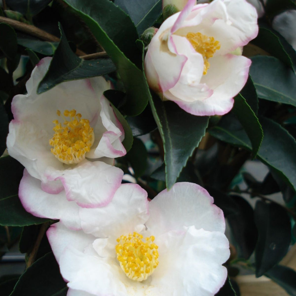 Camellia Yoi Machi-Gorgeous White Petals With Pale Pink Margins
