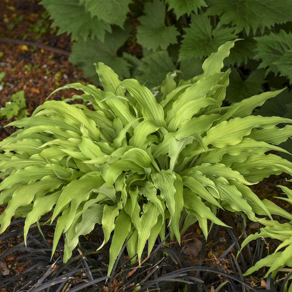 4.33 Inch Pot/10 Count Flat: Hosta 'Curly Fries'. Crinkled, Narrow, Gold Leaves Form An Arching Mound; Best Color Requires Morning Sun