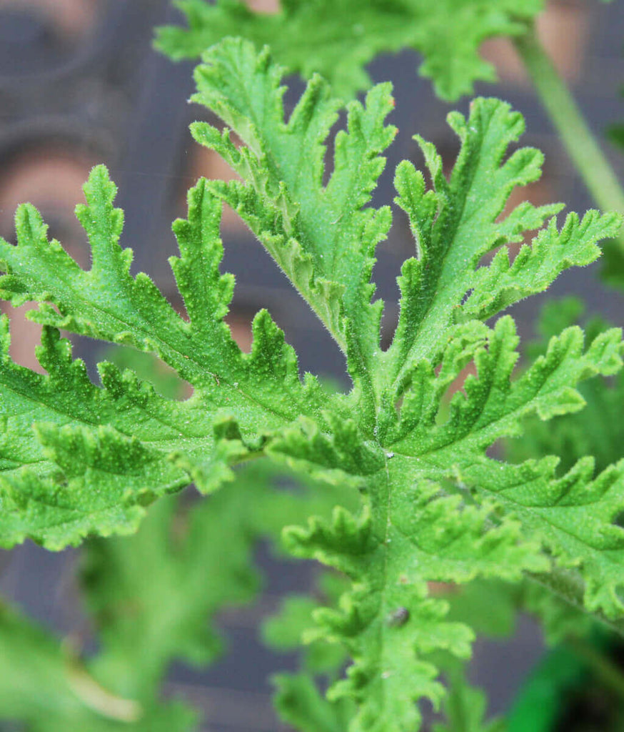 Mosquito Plant (Citronella Geranium - Repels Mosquitoes, Attractive Green Foliage with Lemony Scent, Good Indoors and Outdoors)