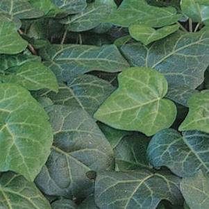 Hedera Colchica 'My Heart' Persian Ivy
