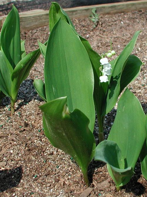 Convallaria Majalis - Lily of The Valley Very Fragrant Pure White Bell Shaped Flowers Blooms On Racemes Up To 12" Tall.