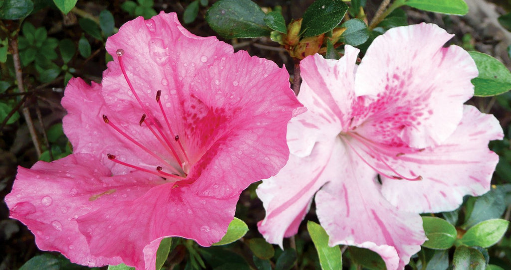 Robin Hill Conversation Piece' Azalea, Stunning Blooms Range From Dark Pink To Pale Pink