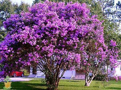 Catawba' Crape Myrtle, Clusters of Deep Purple Flowers