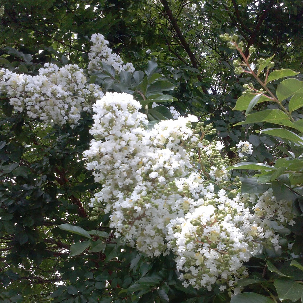 Sarah's Favorite Crape Myrtle, Gorgeous White Flowers, Bears Large, Loose Clusters of Crinkly White Flowers On Almost Every Branch.