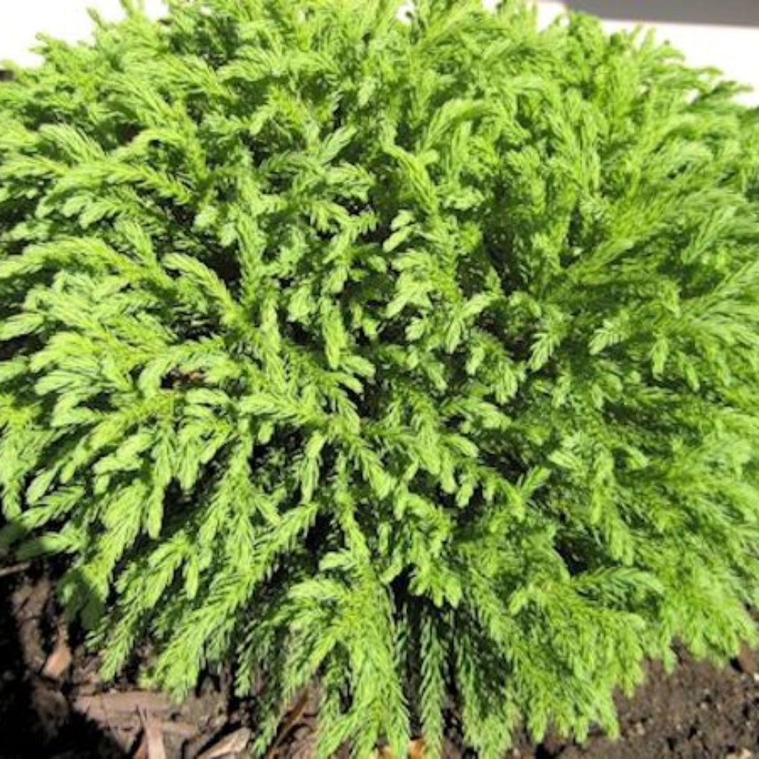 Globosa Nana - Dwarf Exquisite Japanese Cedar