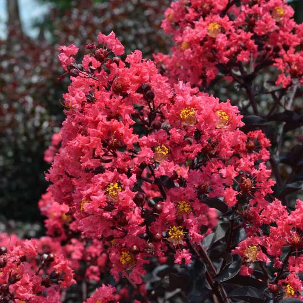 Midnight Magic Crape Myrtle- Beautiful Small Tree with Foliage That Has a Rich Maroon Color
